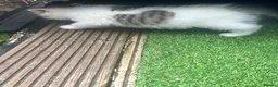 British Shorthair cats for sale: BSH kittens  in Bradford - Advert 3