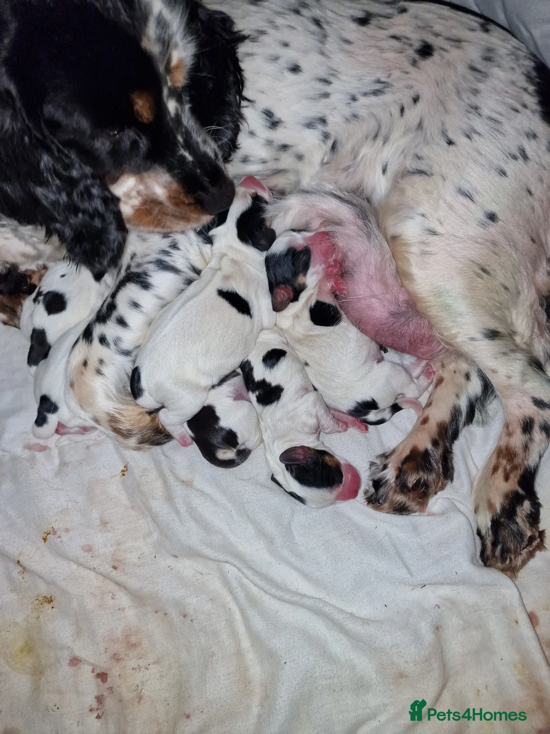 Mixed Breed dogs for sale: Bocker puppies - Advert 2