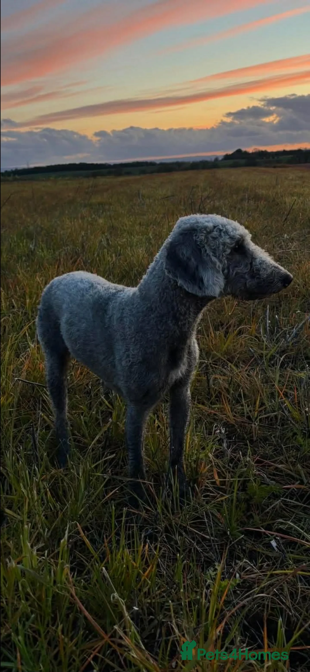 Mixed Breed dogs for sale: Patterdale x Bedlington  - Advert 2