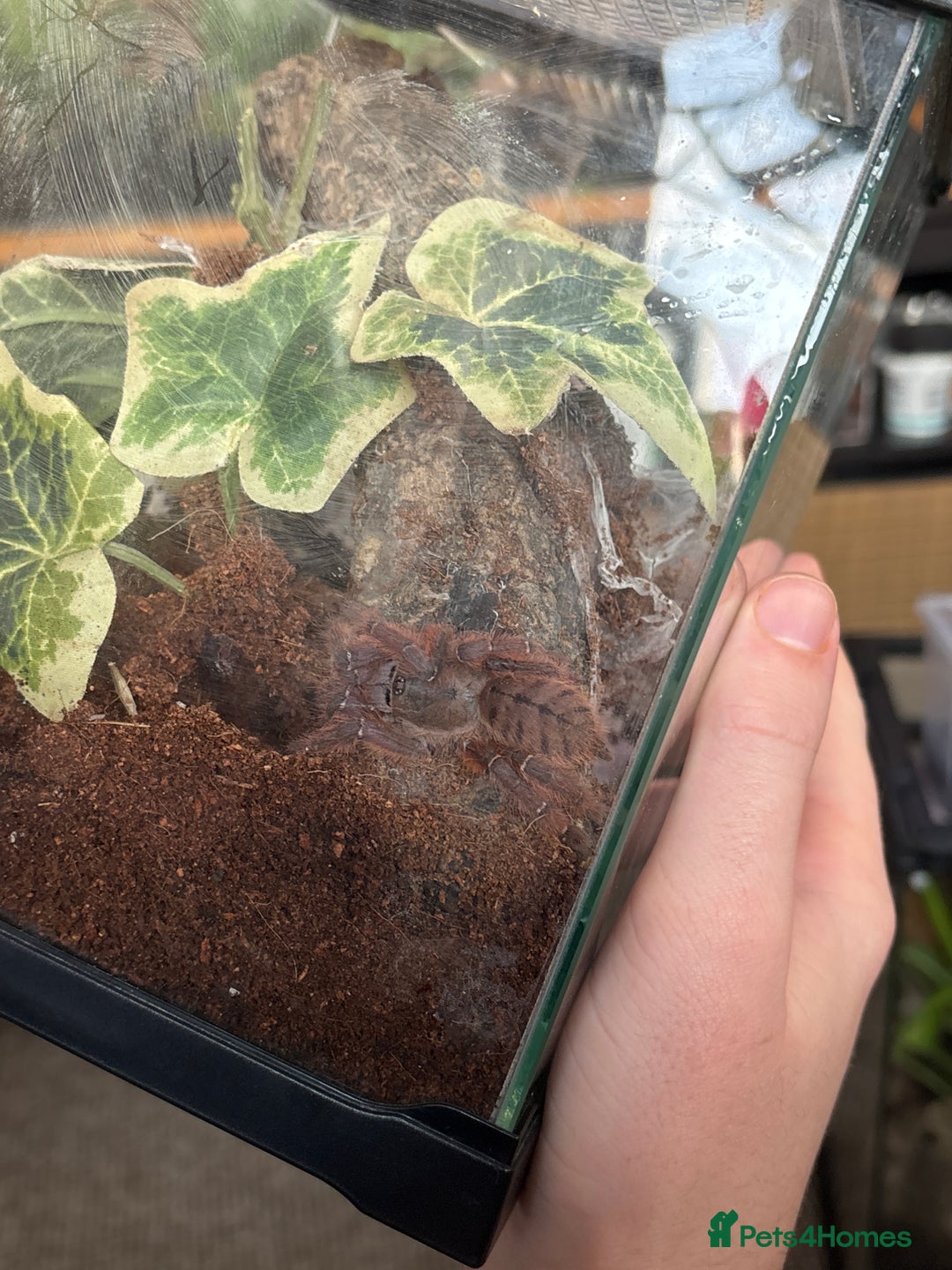 Spiders invertebrates for sale: Peach Earth Tiger Tarantula  - Advert 2