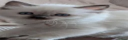 Ragdoll cats for sale: Pedigree dna tested ragdoll kittens - Advert 3