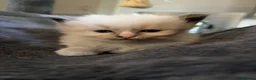 Ragdoll cats for sale: Beautiful ragdoll kittens  in Perth - Advert 3