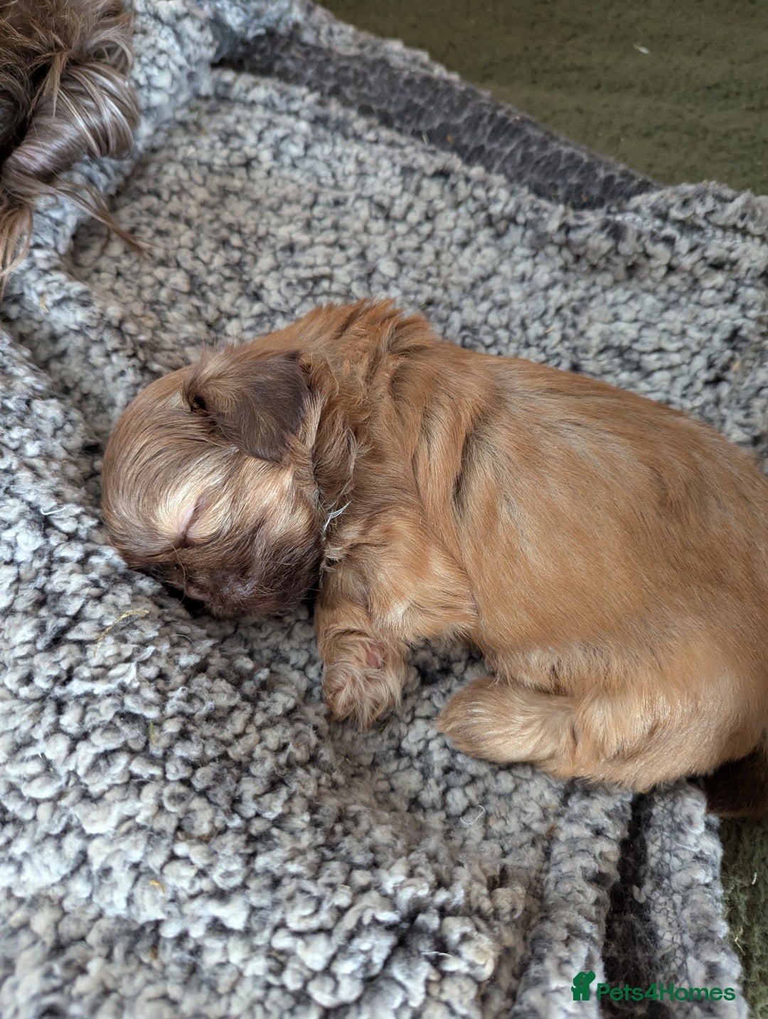 Shih Tzu dogs for sale: Imperial Shitzus - Image 8