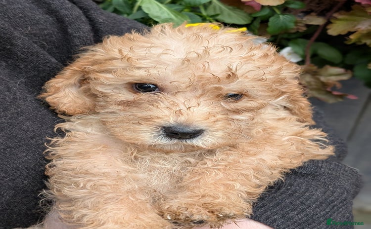 Australian Labradoodle dogs - Advert 9