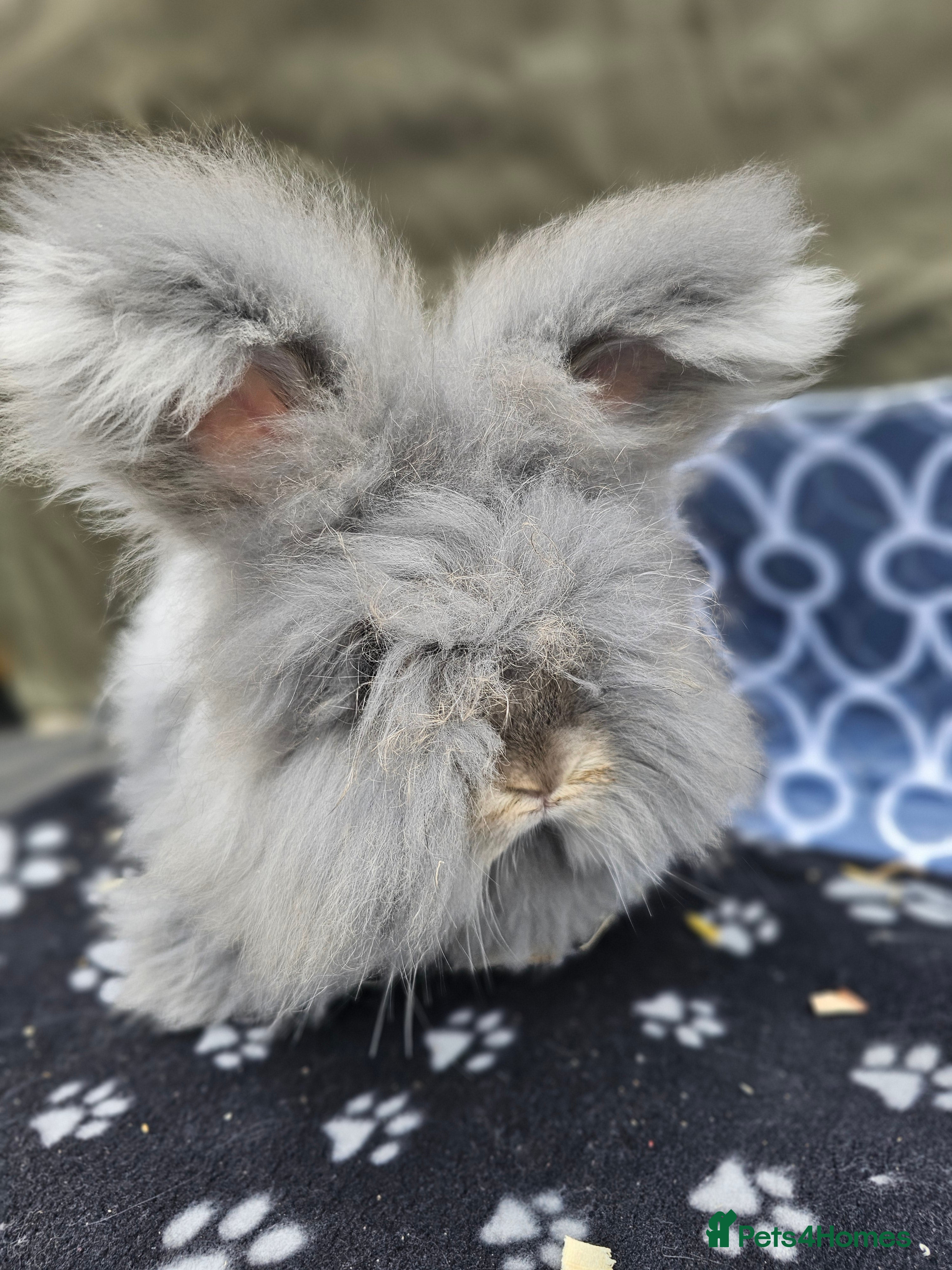 Angora rabbits Beautiful Angora Buck - Advert 3