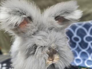Angora rabbits Beautiful Angora Buck - Advert 3
