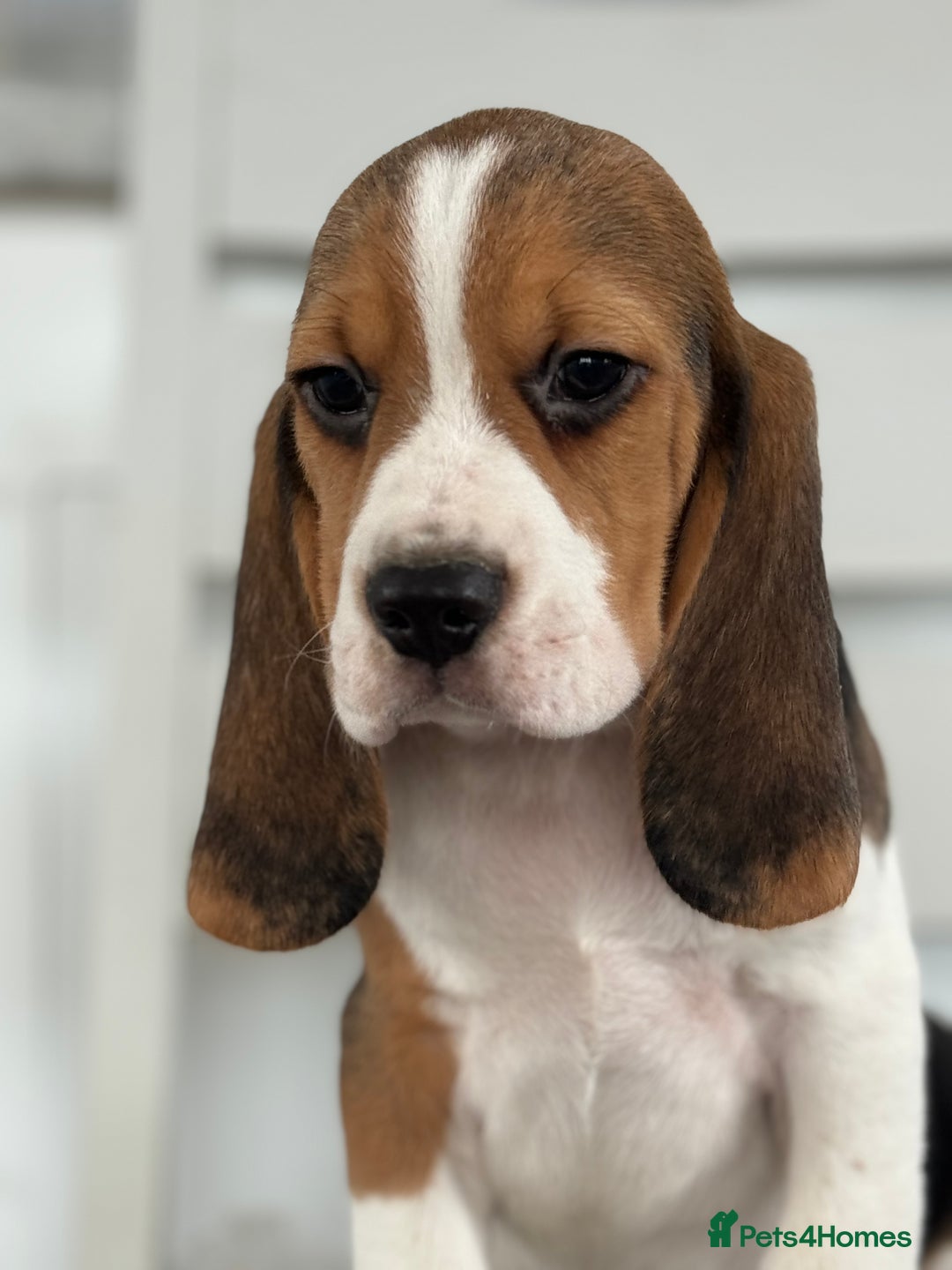 Beagle dogs for sale: STUNNING KC 5GEN TRI COLOUR BEAGLE PUP - Image 14