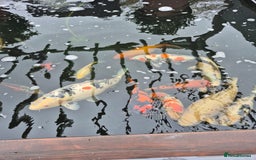 Koi Carp fish for sale: Pond Fish  - Image 3