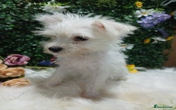 Miniature Schnauzer dogs for sale: Last beautiful boy  - Image 6