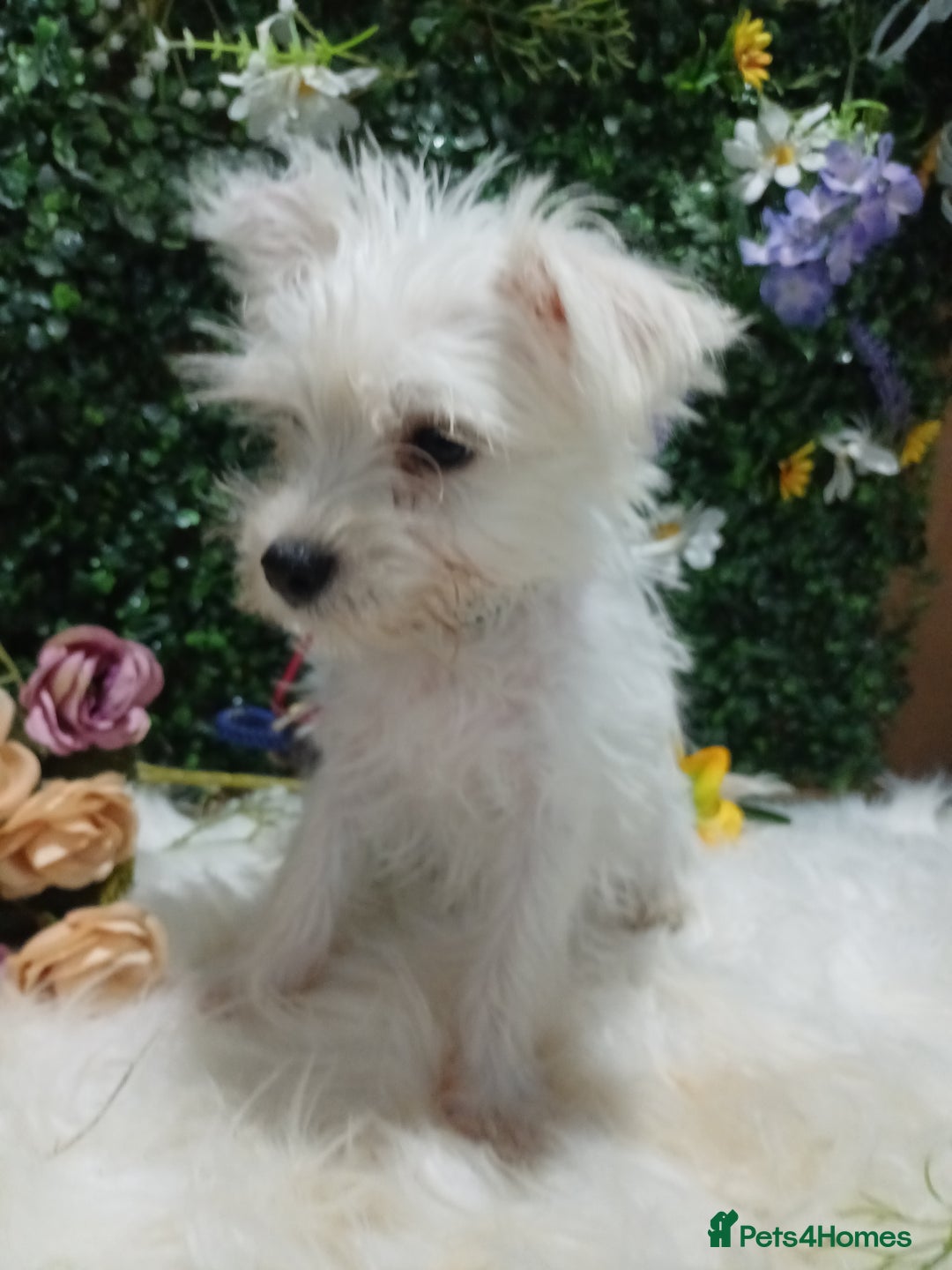 Miniature Schnauzer dogs for sale: Last beautiful boy  - Image 6