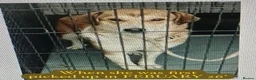 Mixed Breed dogs for adoption: Brazil, 5-6 yrs old. Available for adoption. in Brixham - Advert 14