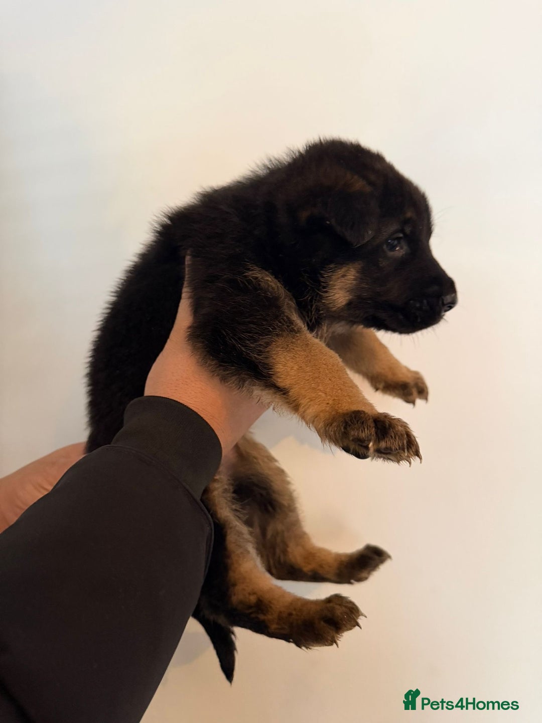 German Shepherd dogs for sale: German Shepard puppies  - Advert 13
