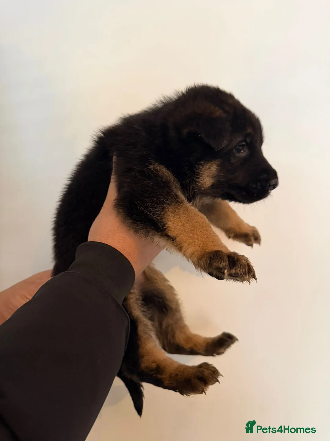 German Shepherd dogs for sale: German Shepard puppies  - Advert 18