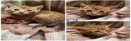 Mixed Breed cats for sale: Gorgeous kittens for sale  - Advert 11