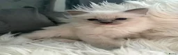 Ragdoll cats for sale: GCCF pedigree ragdolls  - Advert 4