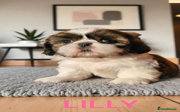 Shih Tzu dogs for sale: 💕🐶💕 STUNNING SHIH TZU 💕🐶💕 - Image 21