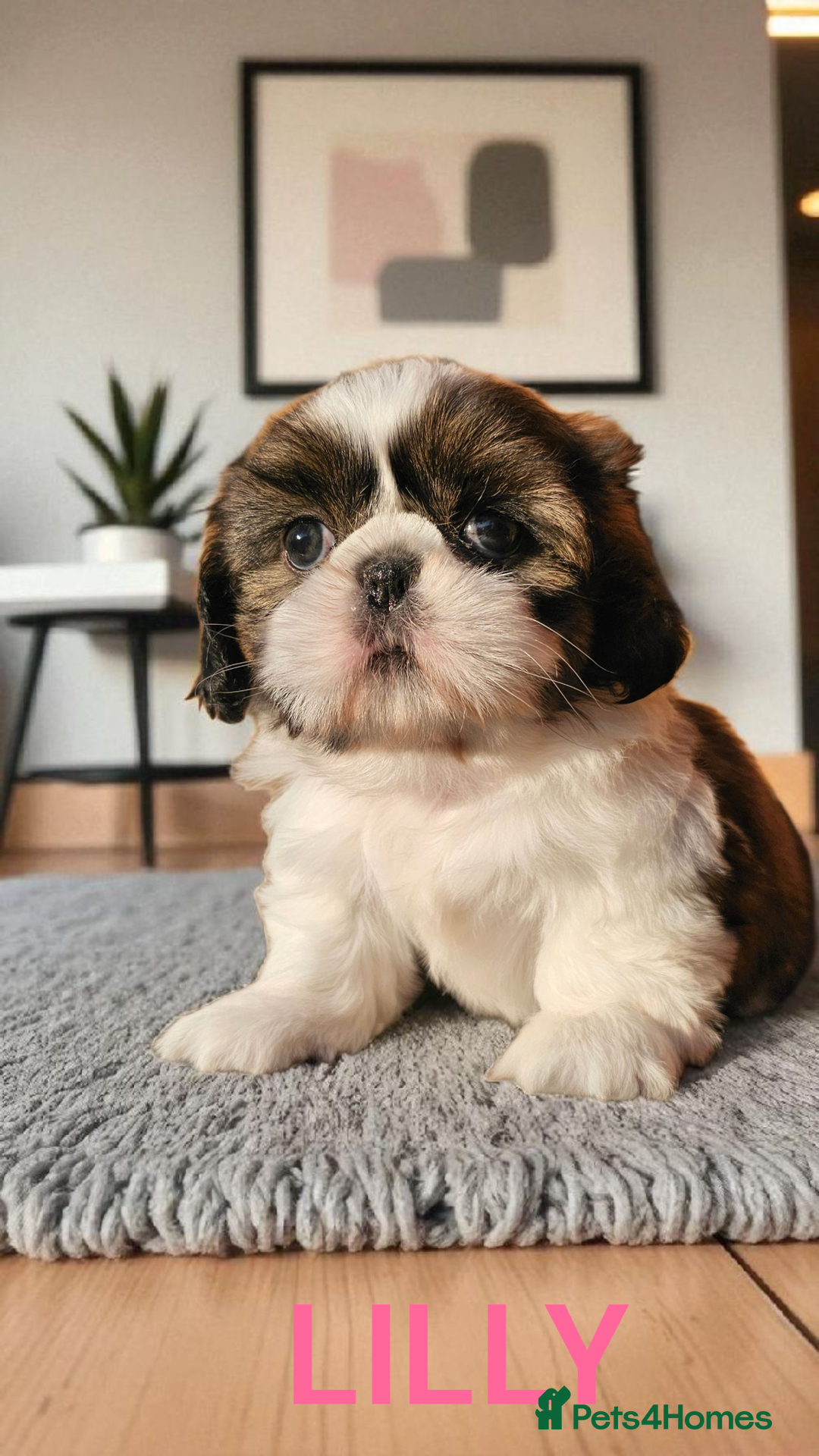 Shih Tzu dogs for sale: 💕🐶💕 STUNNING SHIH TZU 💕🐶💕 - Image 21