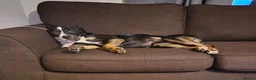 Staffordshire Bull Terrier dogs for sale: Staffy cross  - Advert 4
