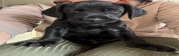 Mixed Breed dogs for sale: 2 girls, 1 boy. Springador puppies  - Advert 8