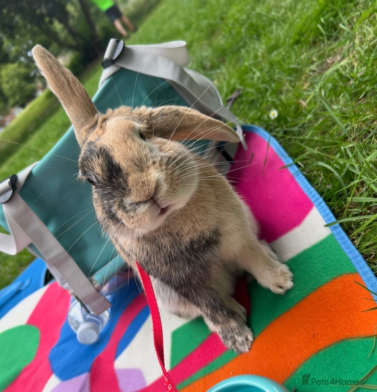 Harlequin rabbits Warning: This rabbit may steal your heart. - Advert 1