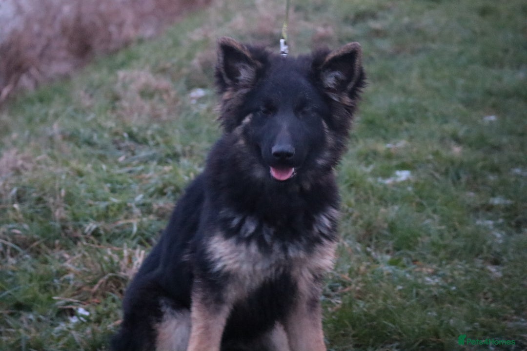 German Shepherd dogs for sale: Lovely gsd female top pick - Advert 3