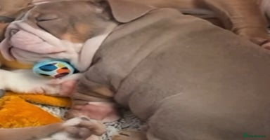 English Bulldog dogs - Advert 7