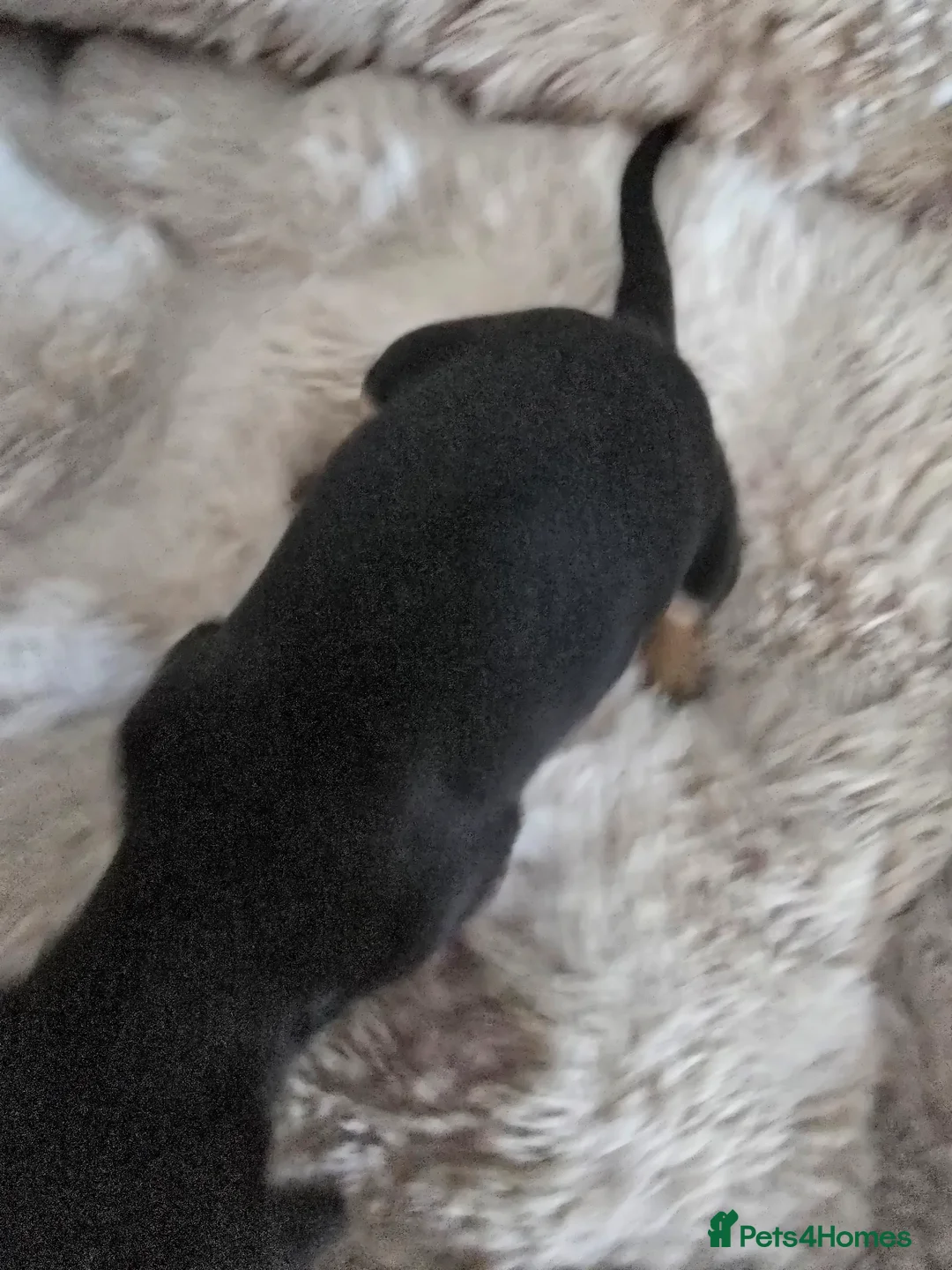 Mixed Breed dogs for sale: 5 beautiful French bull weiner puppies for sale - Advert 19