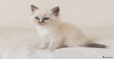 Ragdoll cats - Advert 14