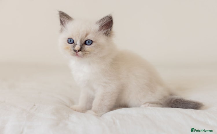 Ragdoll cats - Advert 7