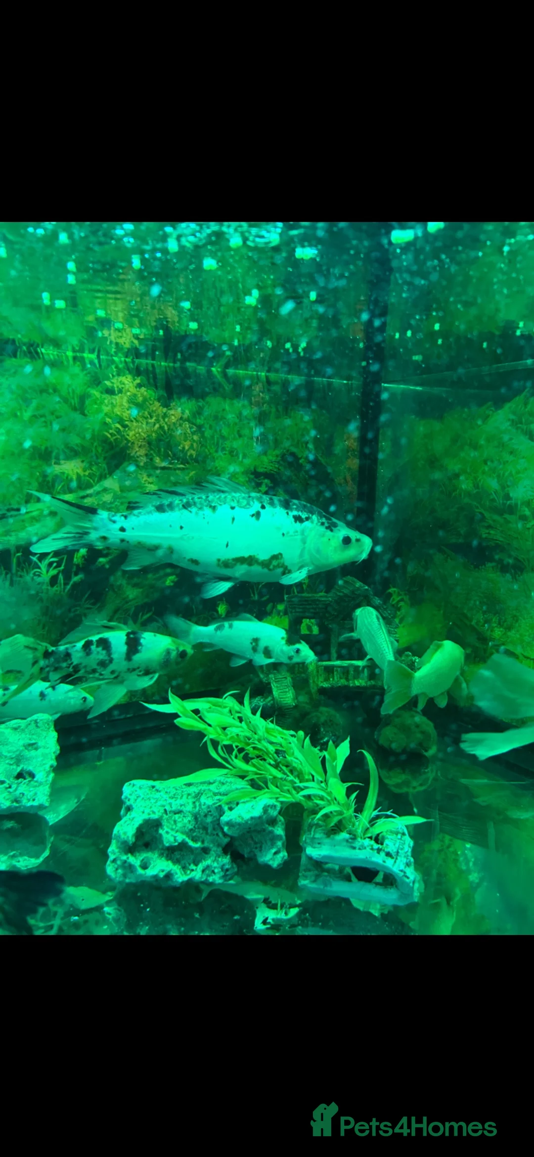 Koi Carp fish for sale: Fish for sale with tank  in London - Advert 2