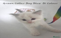 Ragdoll cats for sale: Ragdoll Kittens From Health Tested Parents. - Image 2