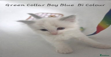 Ragdoll cats - Advert 11
