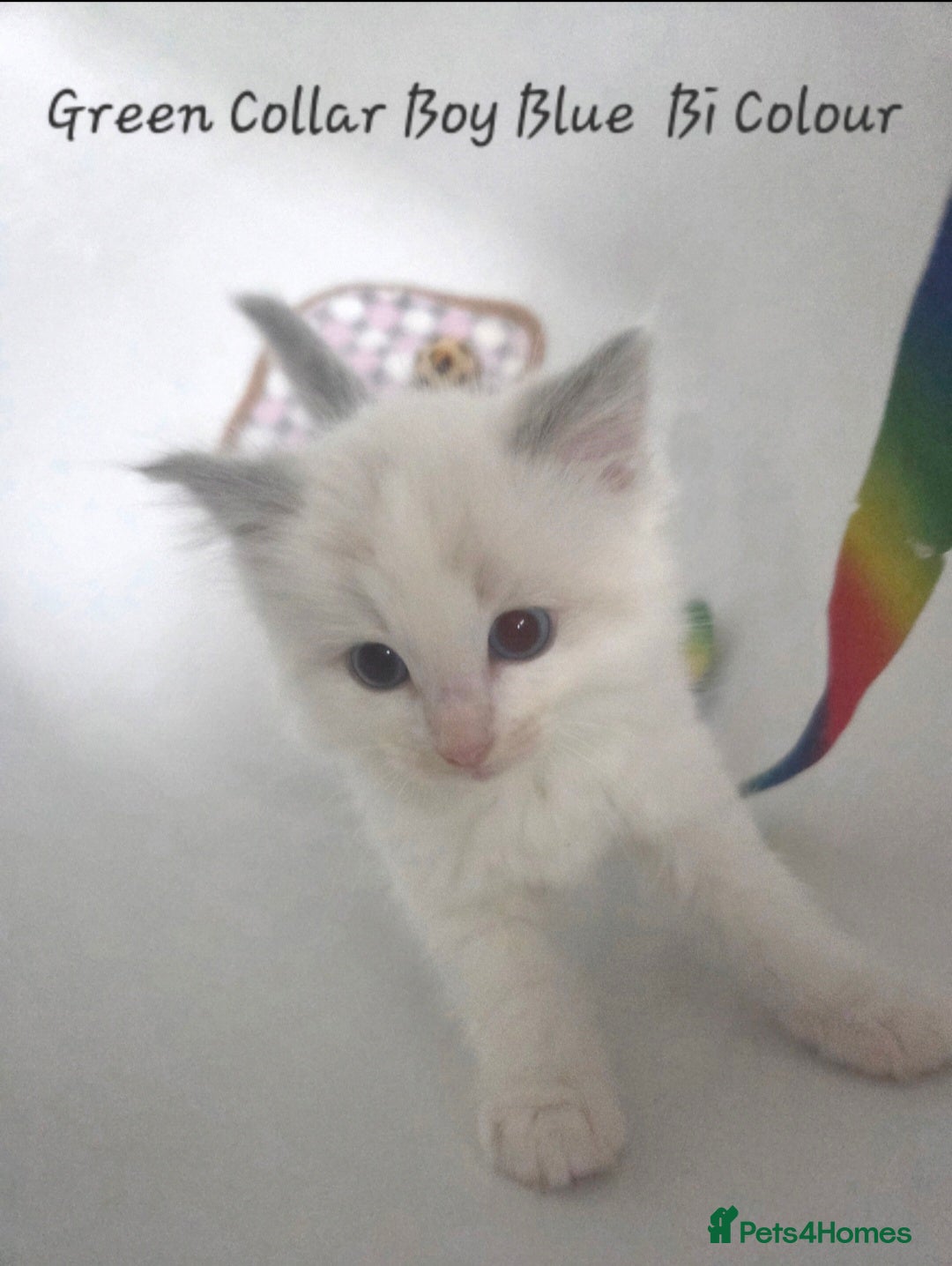 Ragdoll cats for sale: Ragdoll Kittens From Health Tested Parents. - Image 2