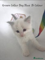 Ragdoll cats - Advert 11