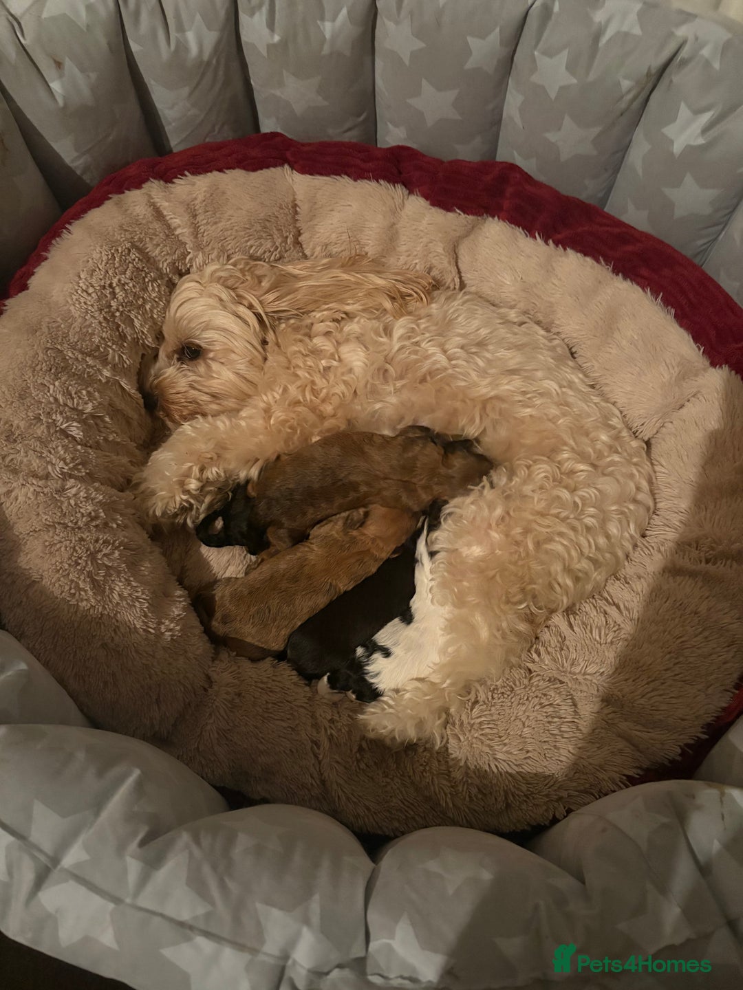 Mixed Breed dogs for sale: Bichon Frise / jackapoo puppies - Image 11