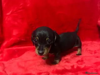 Miniature Dachshund dogs 3 Mini Minature Dachshunds - Advert 1