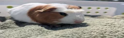 Guinea Pig rodents for sale: Beautiful guinea pigs  - Advert 4