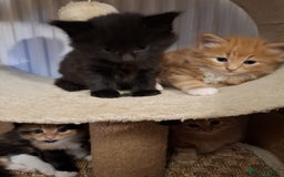 Mixed Breed cats for sale: 4 gorgerous kittens - Image 10
