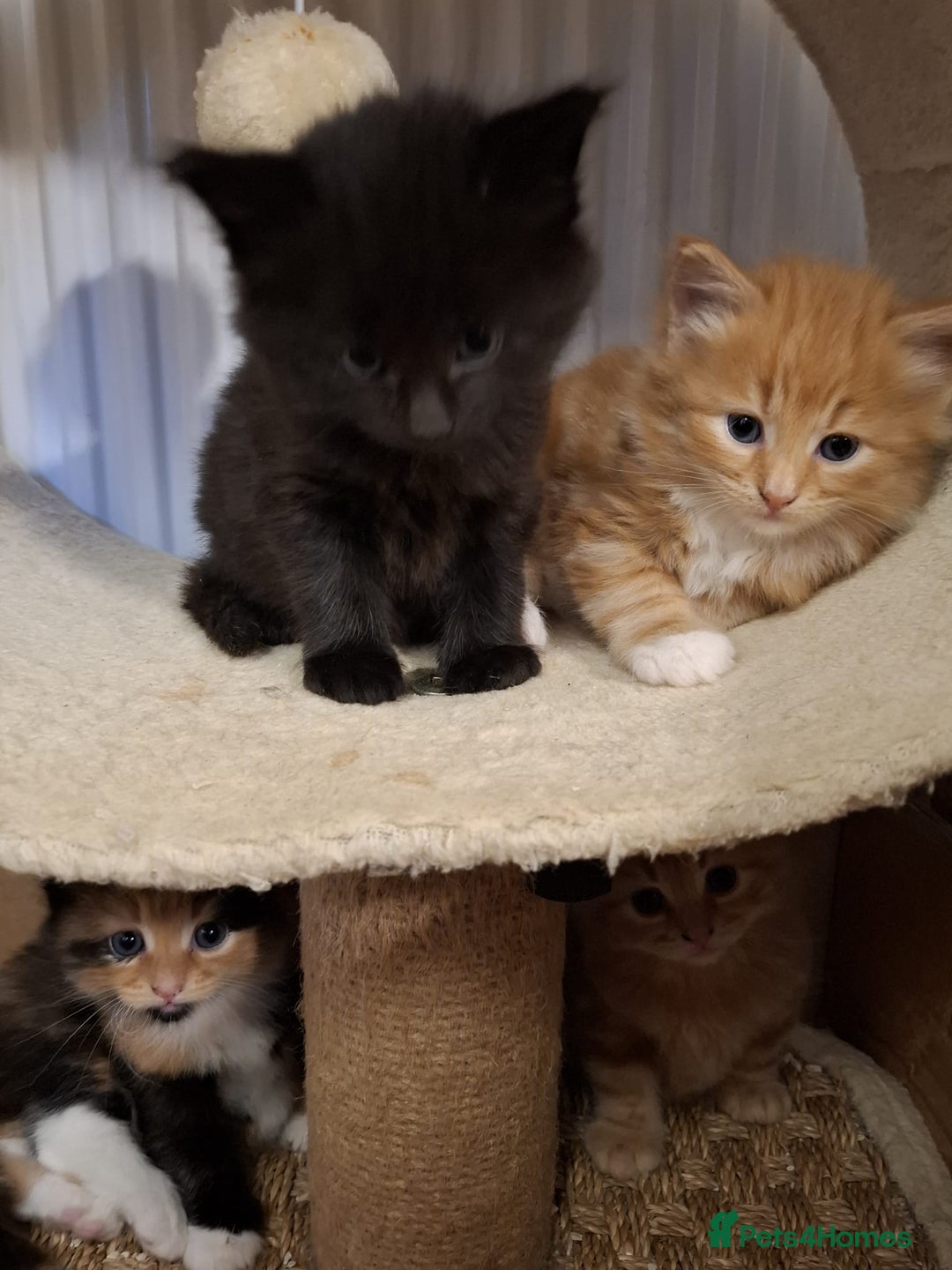 Mixed Breed cats for sale: 4 gorgerous kittens - Image 10