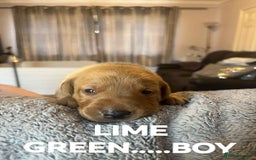 Labrador Retriever dogs for sale: KC LABRADORS - Image 9