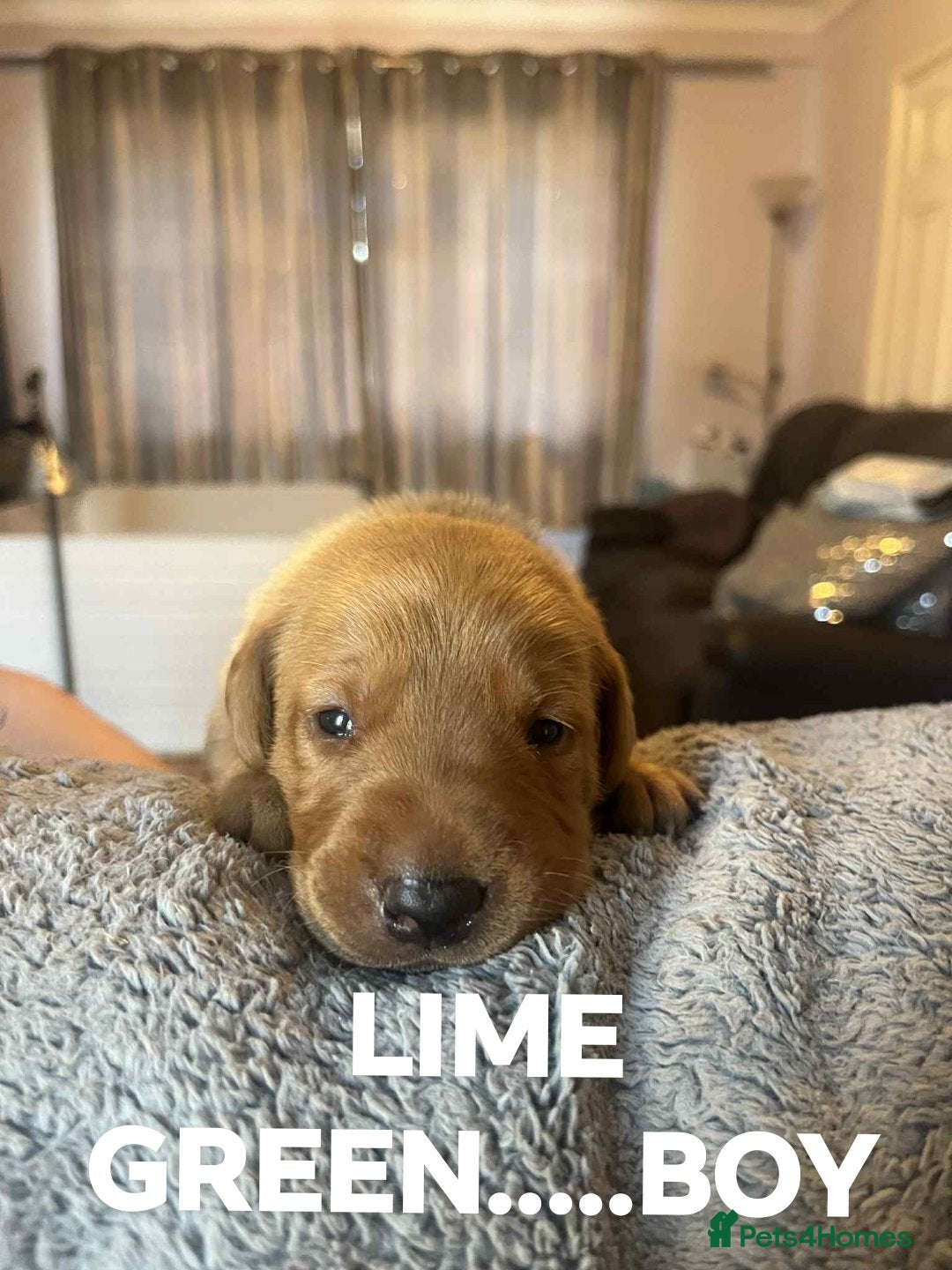Labrador Retriever dogs for sale: KC LABRADORS - Image 9