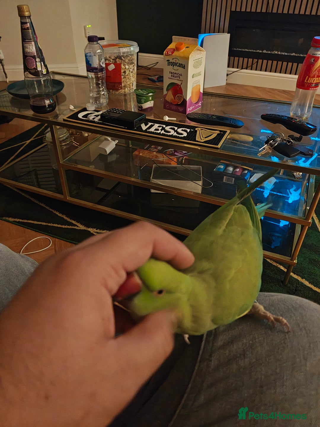 Ringnecks birds for sale: Female Indian RINGNECK  - Advert 1