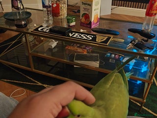 Ringnecks birds Female Indian RINGNECK - Advert 1