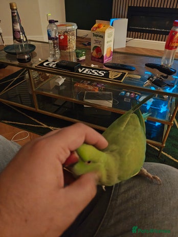 Ringnecks birds Female Indian RINGNECK - Advert 1