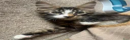 Maine Coon cats for sale: TICA Registered pedigree Maine Coon kittens - Advert 24