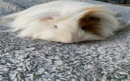 Guinea Pig rodents for sale: Adult and baby guinea pigs - Image 1