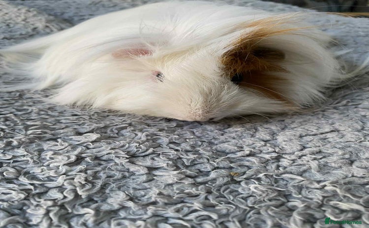 Guinea Pig rodents - Advert 5