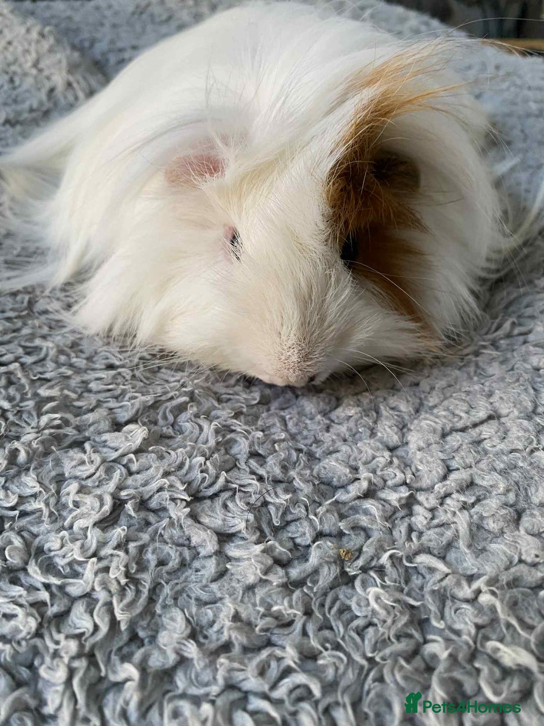 Guinea Pig rodents for sale: Adult and baby guinea pigs - Image 1