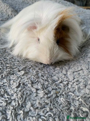 Guinea Pig rodents - Advert 7