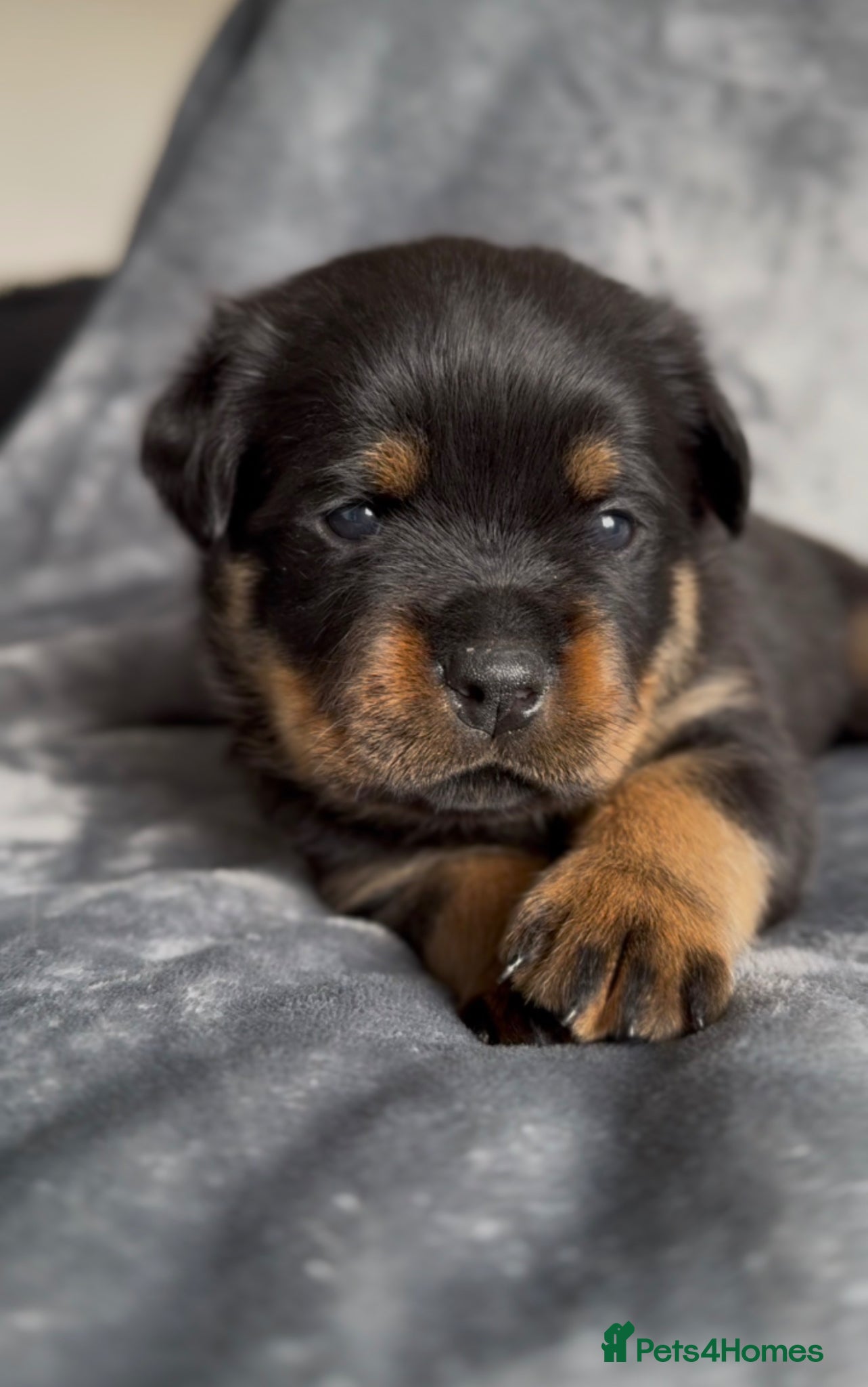 Rottweiler dogs Two Rottweiler pups ready start of June to reserve - Advert 4